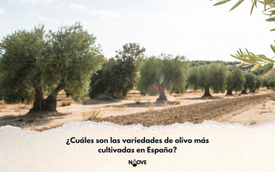 ¿Cuáles son las variedades de olivo más cultivadas en España?